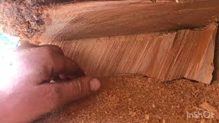 Tips on falling big wood: undercut