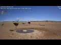 Страусы приводят  птенцов на водопой ⛲️🏜️ Namib Desert