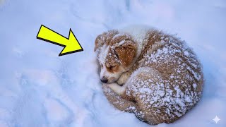 The Abandoned Puppy In The 20C Snowstorm The Rescue That Made Everyone Cry