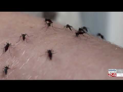 28/03/23 * I gusti delle zanzare: perché pungono alcuni si e altri no