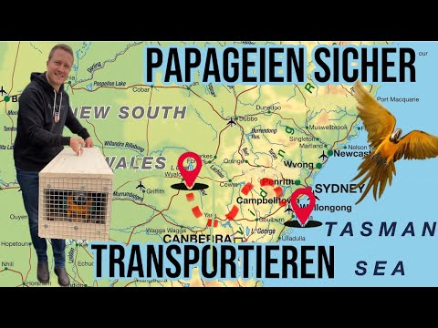 Video: Wie Transportiert Man Einen Papagei