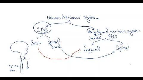 Coordination and response  (part 1)  - Biology OL Cambridge