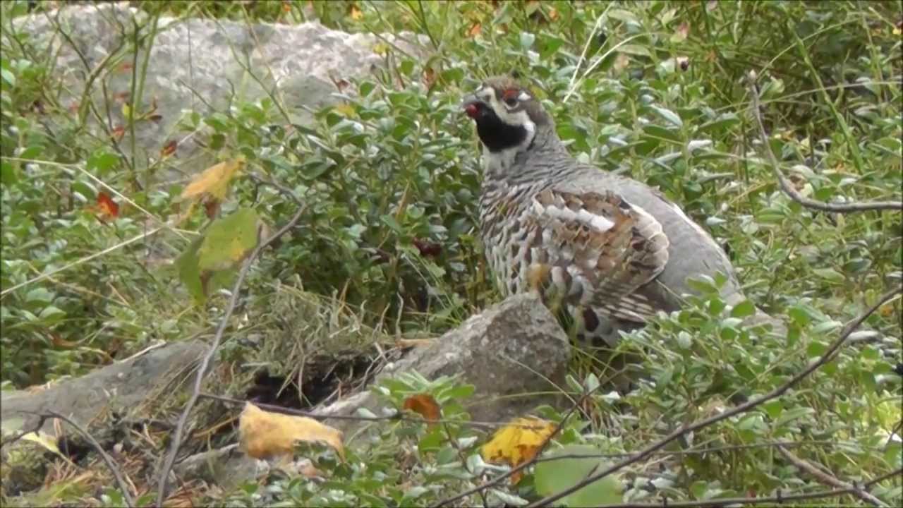 Random wildlife: Hazel Grouse 