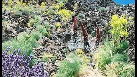 An introduction to Biogeography