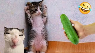 Funniest Animals 😄 New Funny Cats and Dogs Videos 😹🐶 2024 Part 66