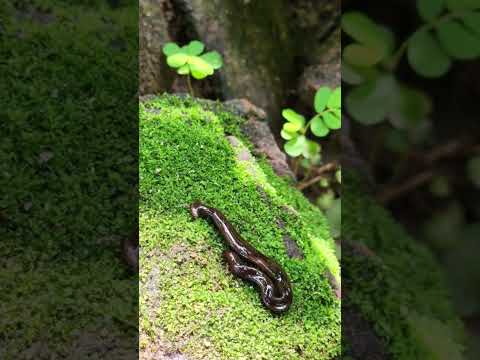 Beware Of The Hammerhead Worm Deadly Garden Invader Explained HammerheadWorm GardenFacts