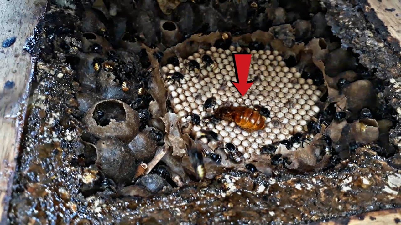 DIVISÃO DE ABELHA MANDAÇAIA (dicas para iniciantes)