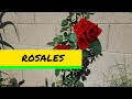 Rosales l Como Hacer Que Tu Rosal Este Lleno De Rosas Toda La Temporada