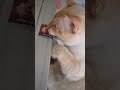 se ofendío el biejo tonto #cat #viral #fyppppp #fyp #shitposting #random