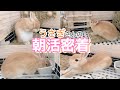 うさぎってどんな生活してるの？うさぎの朝活密着！