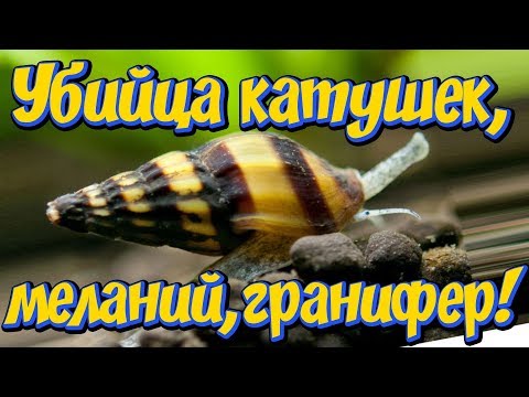 Улитка Хелена содержание, уход, кормление, размножение! Хищная улитка Хелена предательница улиток!