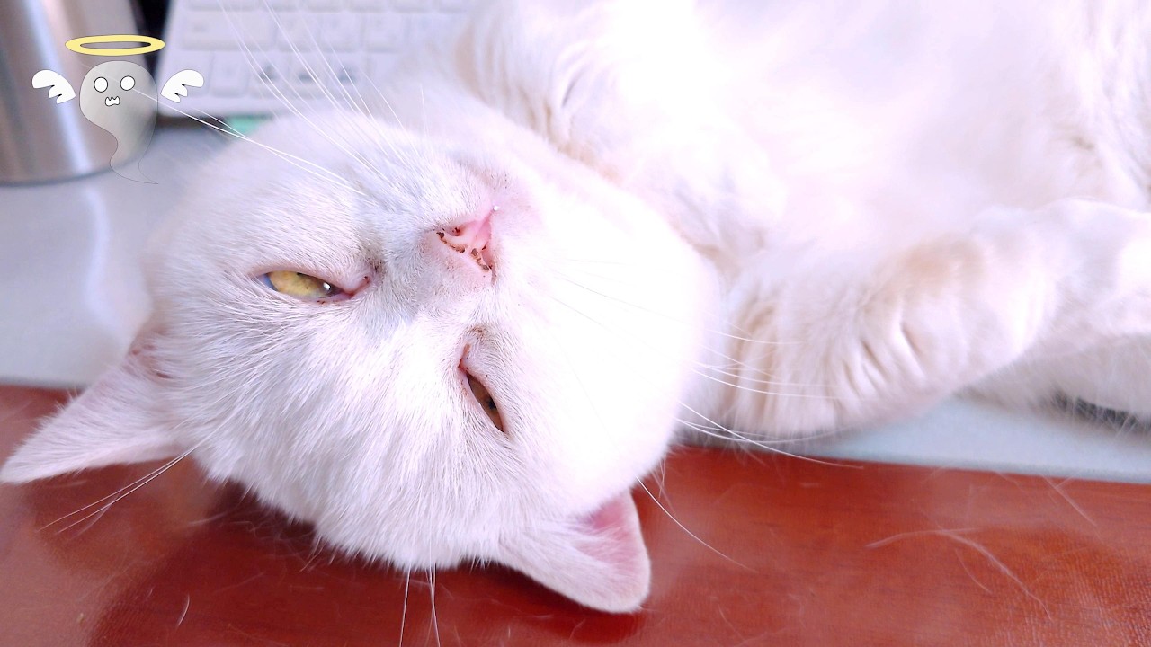 ホラー顔で邪魔する猫たち！