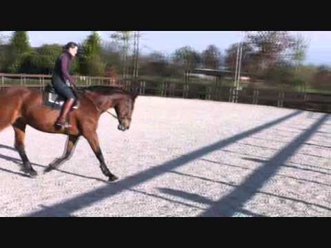 Video: Hoofdschudden Bij Paarden