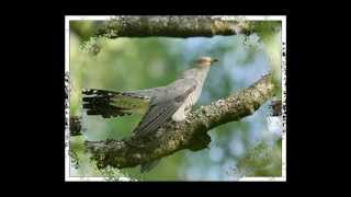 Голоса птиц в природе1-1.утро в лесу ,The song of birds. Голоса птиц в природе1-1.утро в лесу ,The song of birds.