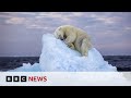 Image of young polar bear wins wildlife photography award  bbc news