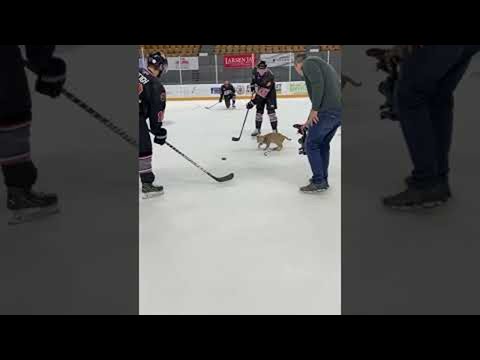 Bobcat Plays with