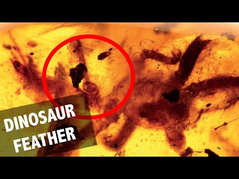 100 Million Year Old Tarantula Found with Dinosaur Feather