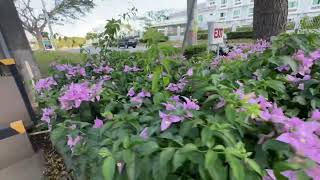 @Pink Bougainvillea Flowers (lavender or violet-Bahala na kayo) beautifully lined up on the sidewalk