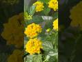 Lantana flower🌼#youtube #flowers #trending #nature #love #garden #song #gardening #shorts #vlog#yt