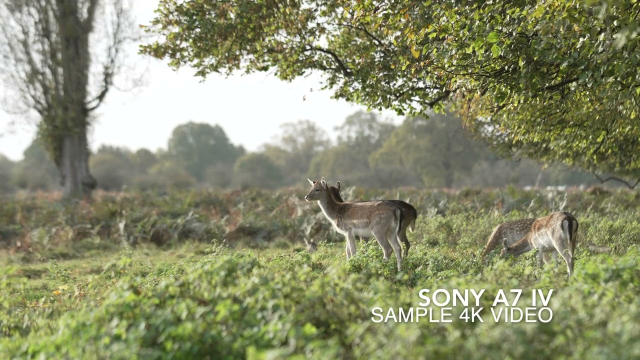 Sony unveils new entry-level a7 IV full-frame camera - Videomaker