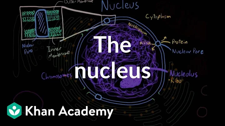 The nucleus | Cells | MCAT | Khan Academy - DayDayNews