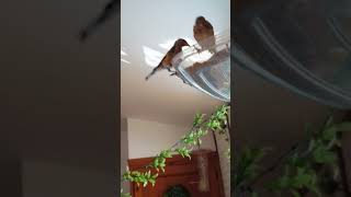 Jilgueros Mallorca 2019 Ya Comen Solos