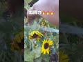 ひまわりが枯れてしまいました😭大量のハダニが見つかったので防除