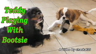 Teddy Playing With Bootsie by chaskat35 2,041 views 1 month ago 6 minutes, 16 seconds