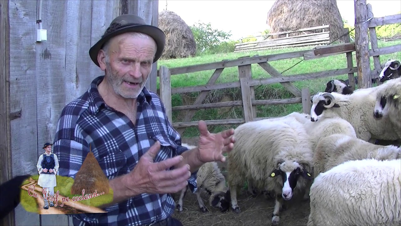 Despre oaie - ”Cea mai bună oaie este cea care se lasă mulsă” - Vasile Nechiti, COȘBUC viata la tara forum