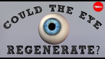 Could a blind eye regenerate? - David Davila