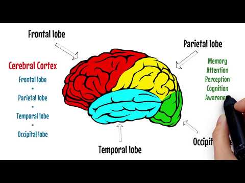 دماغ کی وضاحت | Cerebral Cortex - Frontal Lobe - Parietal Lobe 🔴