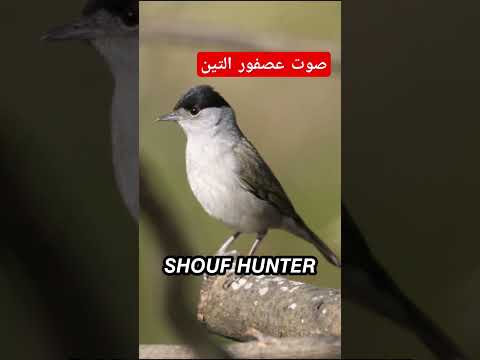 Eurasian Blackcap Call صوت عصفور التين Huntingseason Birds Birdcall Nature