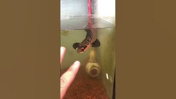 Lợi và hại khi ép size cá lóc #calockieng #channa #channamaru #caloc #fish #caloc #shorts