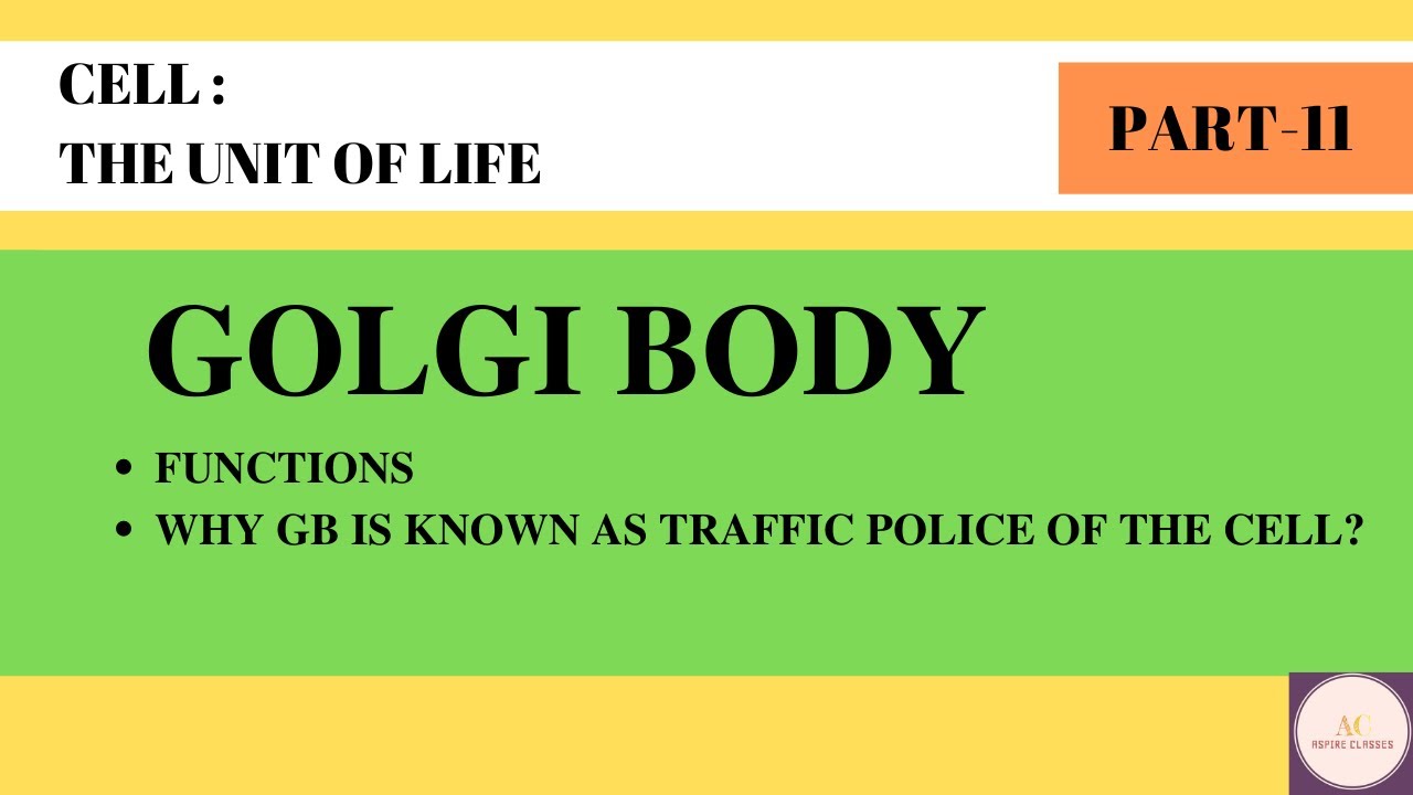 Why Golgi Bodies Are Called Traffic Police Of Cell Why Golgi Bodies Are Called Traffic Police Of Cell