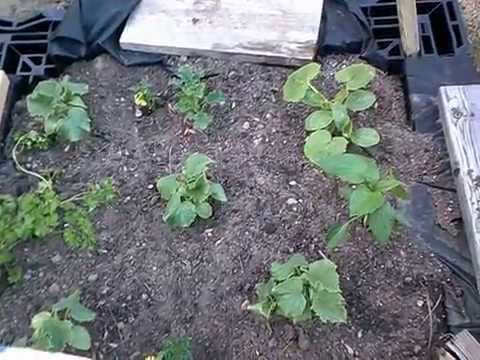 Vegetable Garden Ideas New England growing vegetable garden 2015 new england zone 5 - youtube Vegetable Garden Ideas New England growing vegetable garden 2015 new england zone 5 - youtube