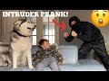 Will My Huskies Protect My Kids From Intruder Prank!! [BEST REACTION EVERR!!]