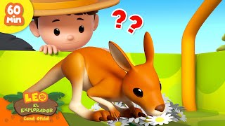 ¡El bebé canguro come flores!  Momentos adorables de animales! | Leo, El Explorador | Animación