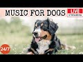 Live dog musicrelaxation music to calm your dogseparation anxiety relief musicdog sleep11