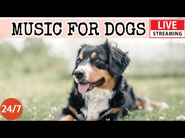 [LIVE] Dog Music🔴Relaxation Music to Calm Your Dog🐶Separation Anxiety Relief Music💖Dog Sleep🎵1-1 class=