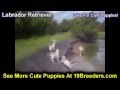 Labrador Retriever, Puppies, Dogs, For Sale, In Tampa, Florida, FL, 19Breeders, Fort Lauderdale Labrador Retriever, Puppies, Dogs, For Sale, In Tampa, Florida, FL, 19Breeders, Fort Lauderdale