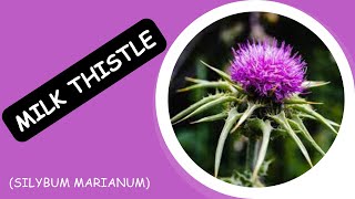Why Milk Thistle is the Key to a Healthier Liver