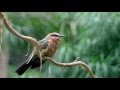 Bee Eaters Hatch at the San Diego Zoo Safari Park