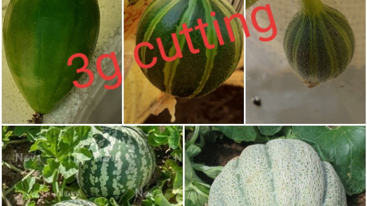 3g/4g cutting, watermelon, muskmelon, cucumber, bottle gourd 🍉 YouTube