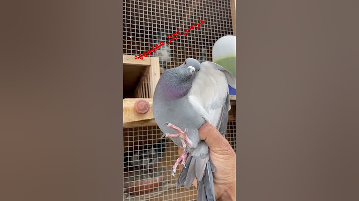 شلونه الصيد شباب شي ماكو منه