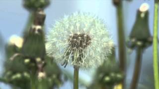 Spring 02 - Free Footage - Full HD 1080p - RED SCARLET (EF MOUNT WITH TAMRON 70-200MM) FOOTAGE)