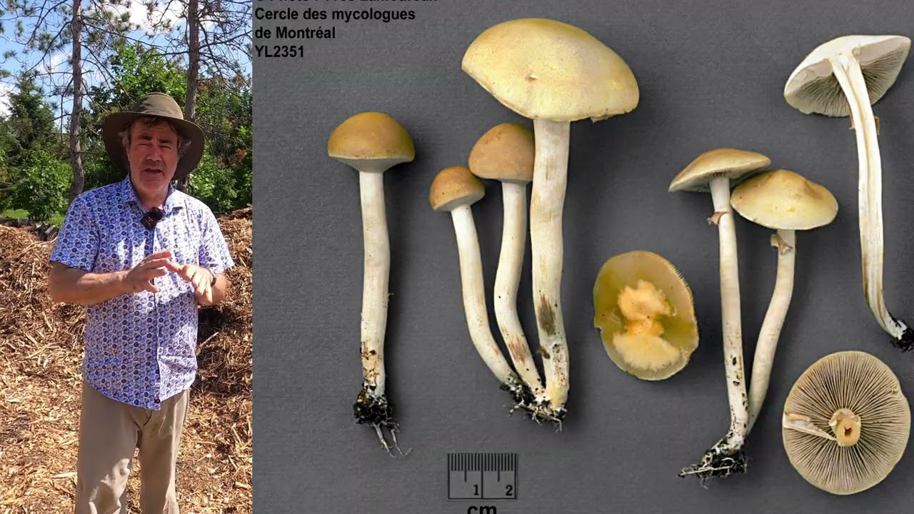 Agrocybe Précoce & Strophère Rouge Vin | Comestibles Sauvages