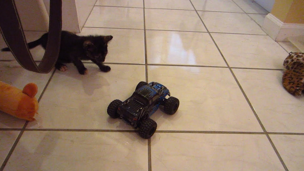Little Kittens Afraid Of Redcat Sumo Mini R C Monster Truck Youtube