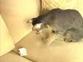 Soft Paws