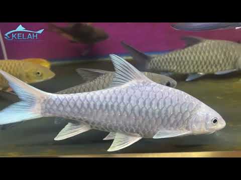 Kelah Platinum Platinum Mahseer