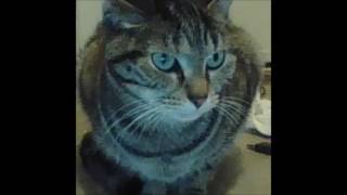 bubbles the cat channel trailer